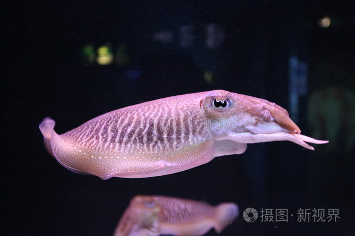 深海鱿鱼游戏:探索深渊的刺激之旅(图3) 鱿鱼游戏下载_鱿鱼游戏下载_鱿鱼游戏下载