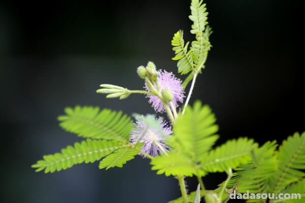 含羞草传媒一天能看一次下载_含羞草传媒一天能看一次下载_含羞草传媒一天能看一次下载