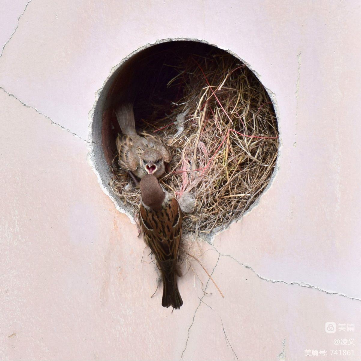 胆小蘑菇,深森角落的奇遇(图1) 胆小菇多少阳光_胆小菇_胆小菇图片