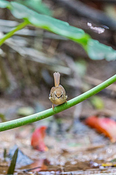 胆小蘑菇,深森角落的奇遇(图2) 胆小菇多少阳光_胆小菇图片_胆小菇