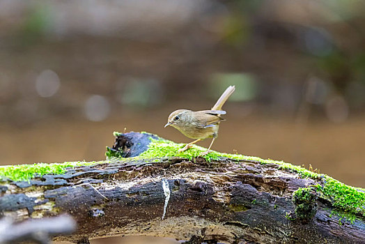 胆小蘑菇,深森角落的奇遇(图3) 胆小菇多少阳光_胆小菇图片_胆小菇