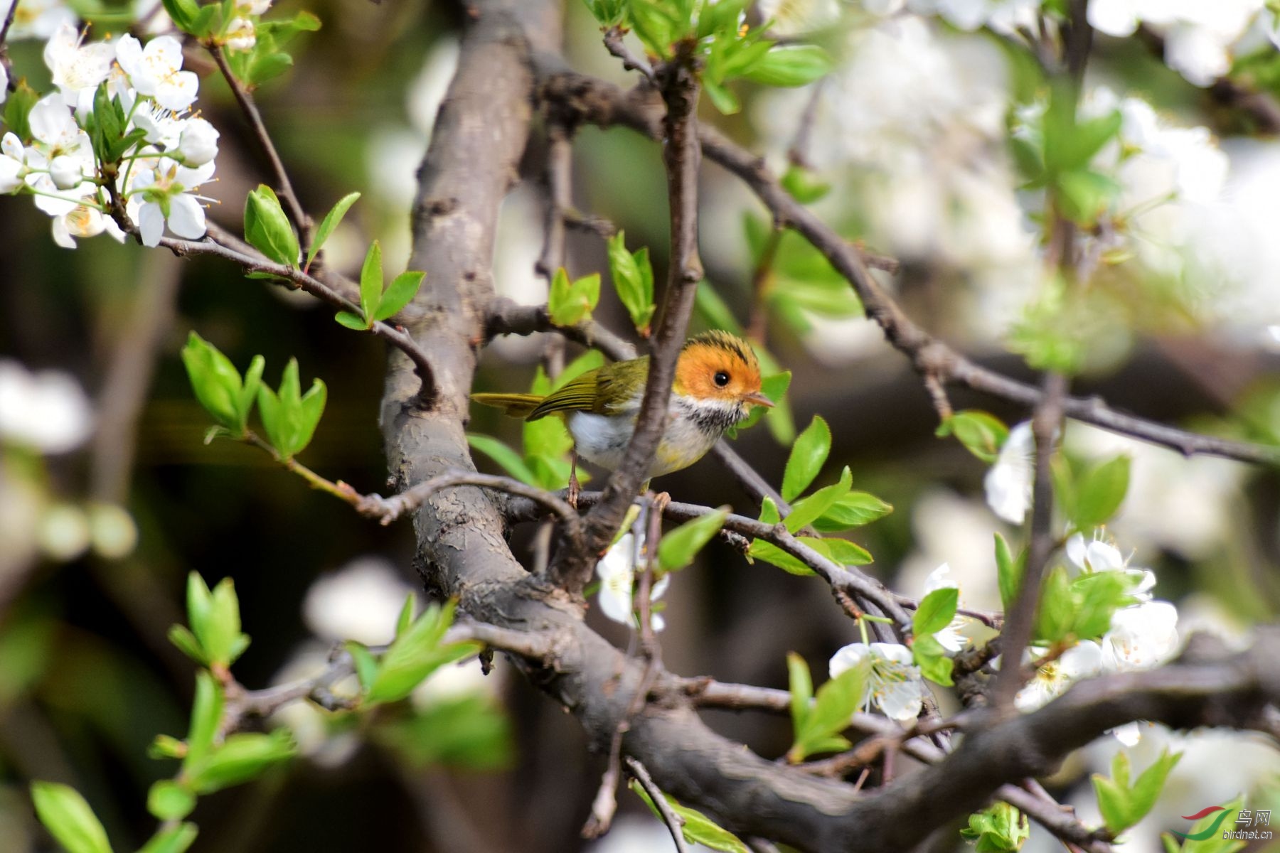 胆小蘑菇,深森角落的奇遇(图4) 胆小菇_胆小菇图片_胆小菇多少阳光