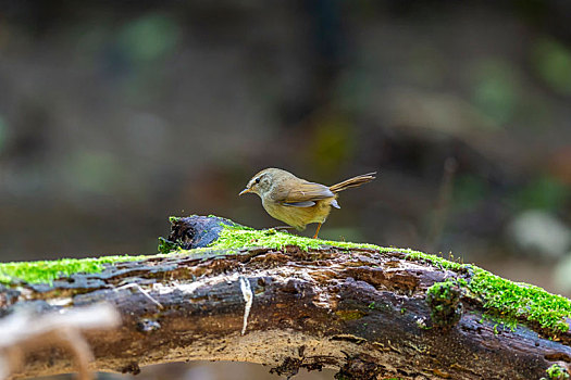 胆小蘑菇,深森角落的奇遇(图5) 胆小菇图片_胆小菇_胆小菇多少阳光