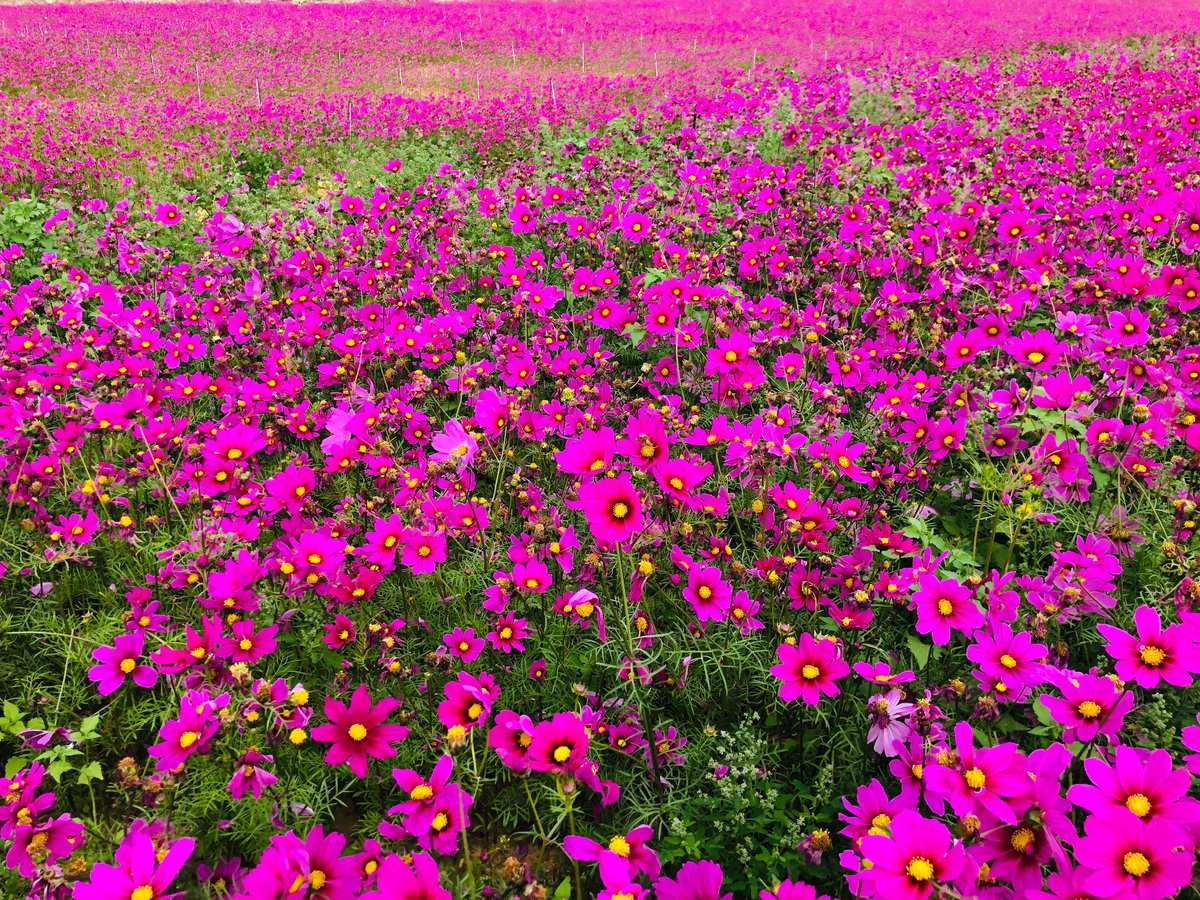 花海app_花海视频_花海歌词