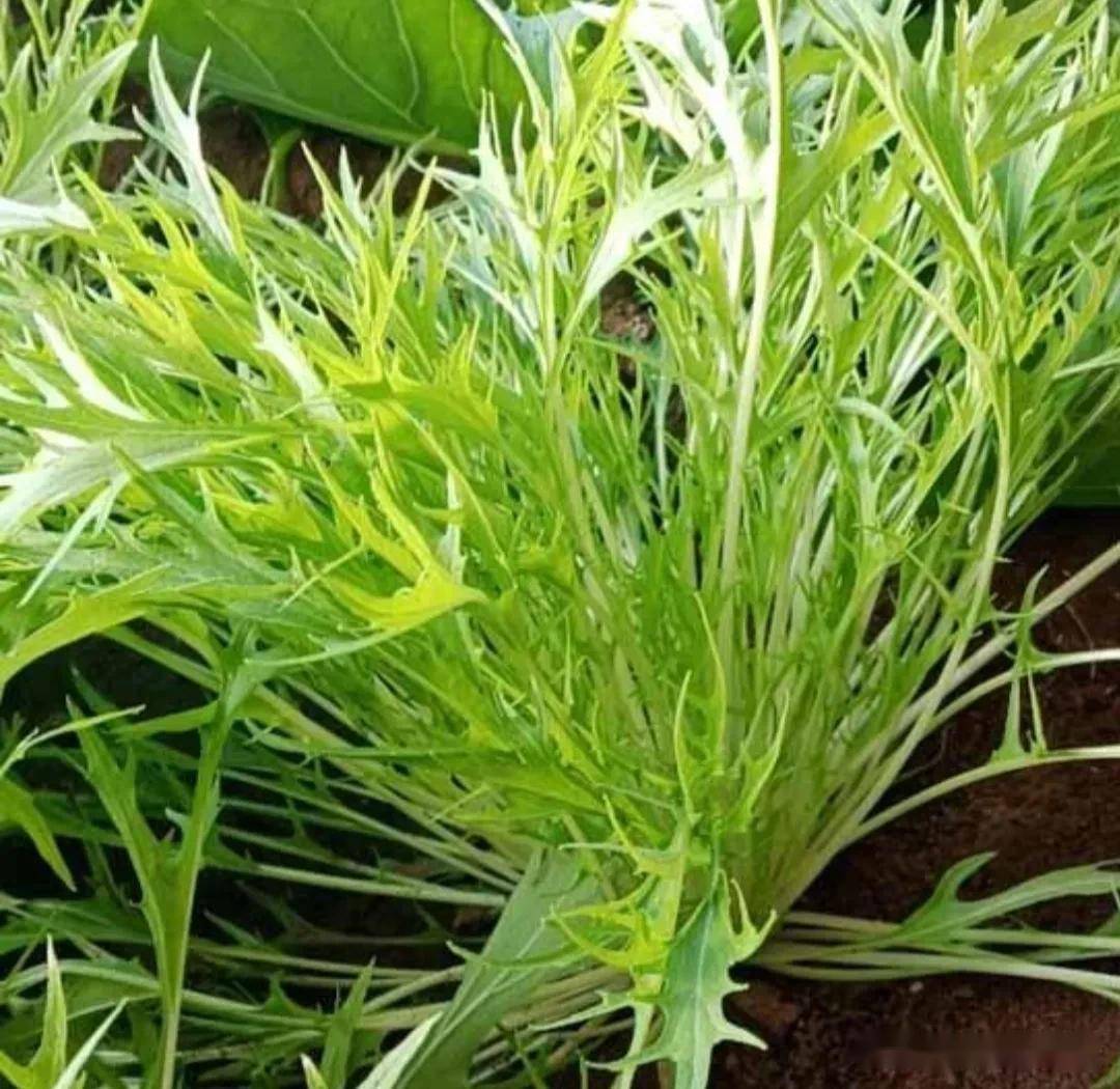 火芽和水芸区别_水芸火芽_水芸和火芽