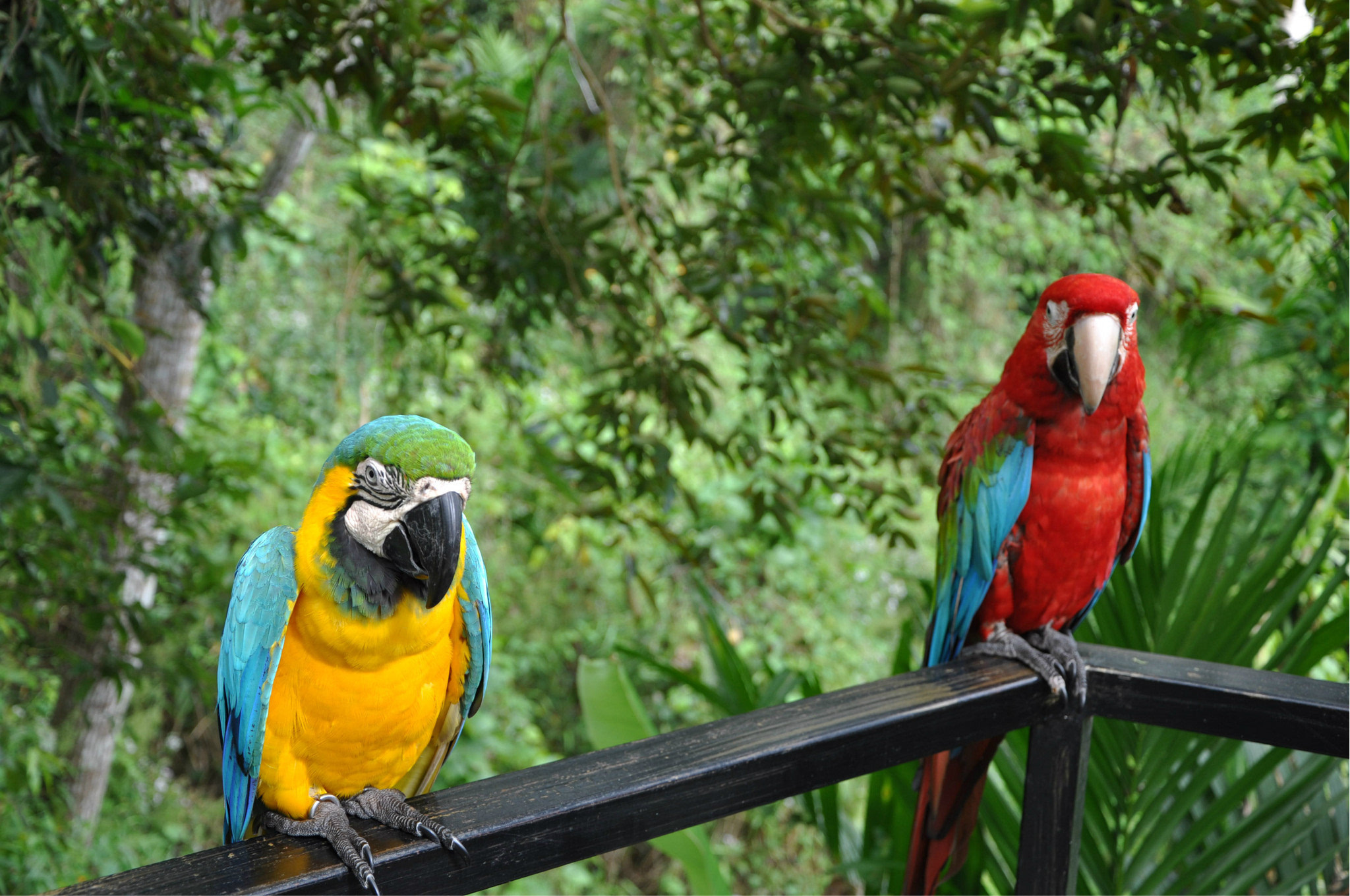 铜斑蛇:攀爬之谜(图1) 铜斑蛇领地_铜斑蛇领地在哪_铜斑蛇