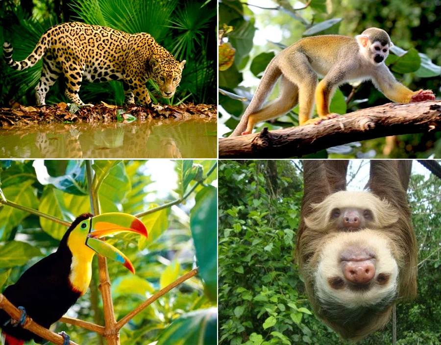 铜斑蛇:攀爬之谜(图2) 铜斑蛇领地在哪_铜斑蛇_铜斑蛇领地