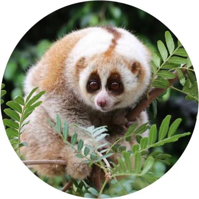 铜斑蛇:攀爬之谜(图3) 铜斑蛇领地在哪_铜斑蛇领地_铜斑蛇