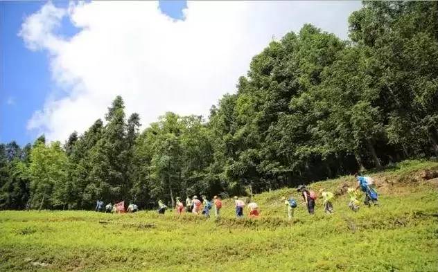 阿曼达塞弗里德_阿曼达_阿曼达诺克斯