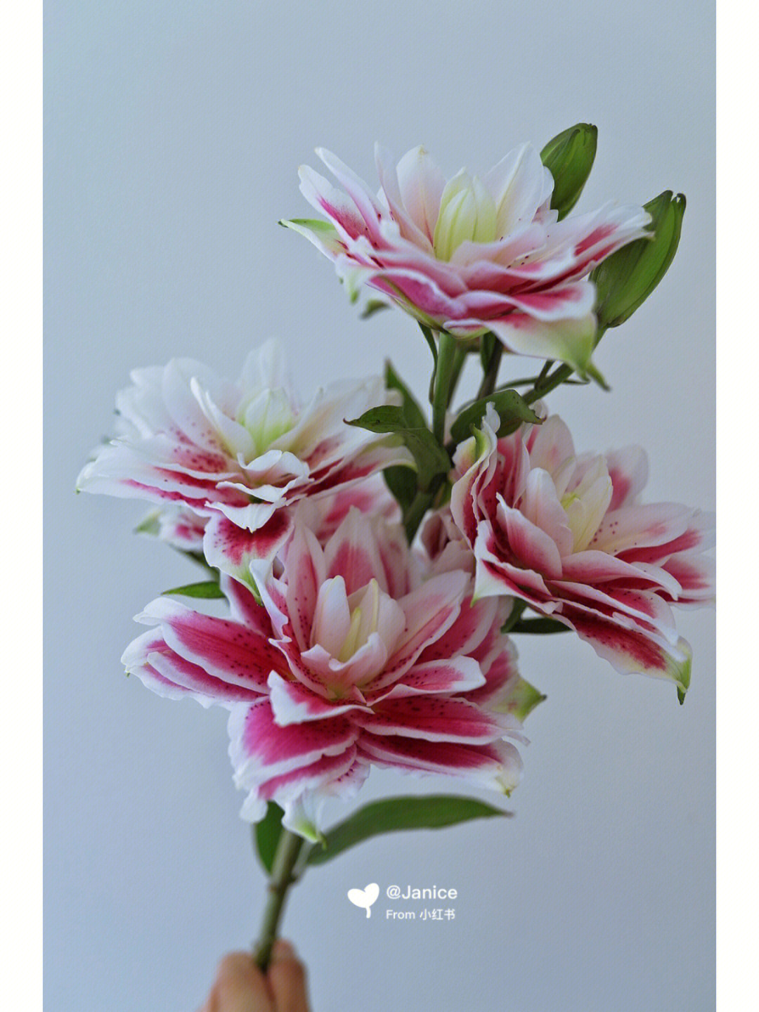 爱芙洛黛蒂牌子好吗_芙洛伦_芙洛明月珰小说