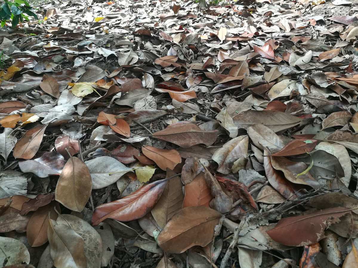 火蚣来了!炙热惊艳的神奇生物(图1) 烧火蚣进化_烧火蚣进化图_烧火蚣