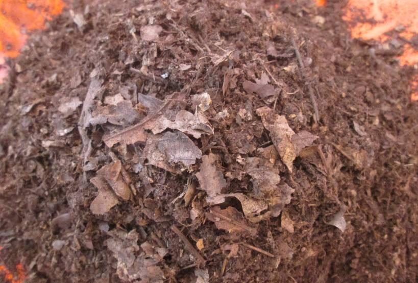 火蚣来了!炙热惊艳的神奇生物(图2) 烧火蚣进化_烧火蚣_烧火蚣进化图