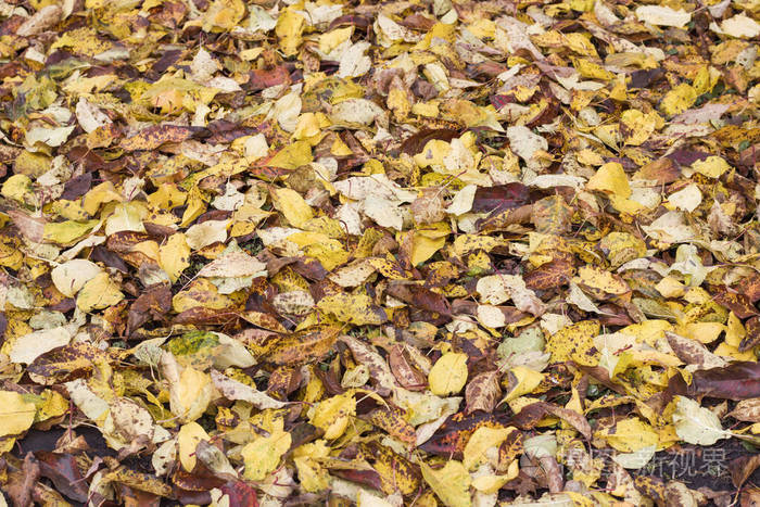 火蚣来了!炙热惊艳的神奇生物(图4) 烧火蚣进化_烧火蚣_烧火蚣进化图