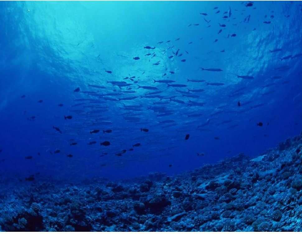 海钓天堂:寻觅鱼群,心灵获得宁静(图2) 去海钓之海礁岛海钓攻略&_海钓天国_中国海钓