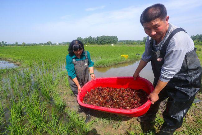 星露谷物语龙虾:农田里的美味佳肴(图1) 龙虾星露谷_星露谷物语龙虾_星露谷物语龙虾浓汤怎么获得