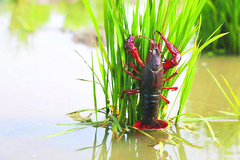 星露谷物语龙虾:农田里的美味佳肴(图2) 星露谷物语龙虾_星露谷物语龙虾浓汤怎么获得_龙虾星露谷