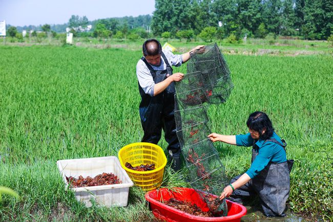 星露谷物语龙虾:农田里的美味佳肴(图3) 星露谷物语龙虾_星露谷物语龙虾浓汤怎么获得_龙虾星露谷