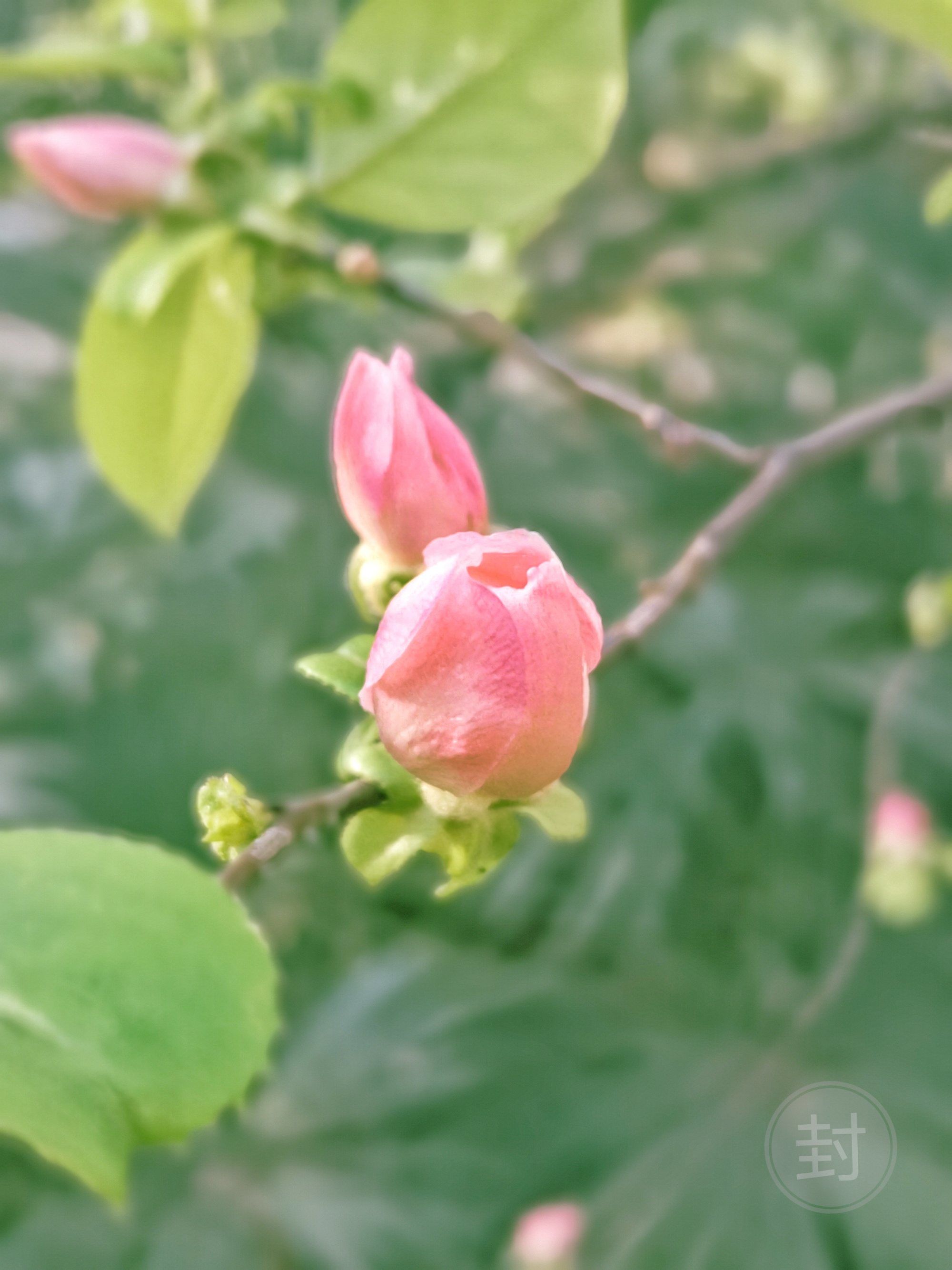 观看花季免费下载安装手机版_花季下载安装免费观看_观看花季免费下载安装软件