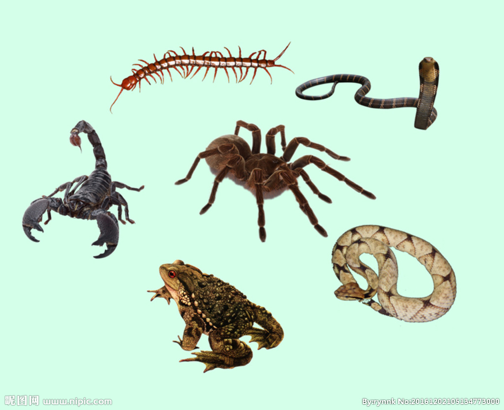 五毒兽:异想天开的奇特生物(图2) 五毒兽_五毒兽_五毒兽