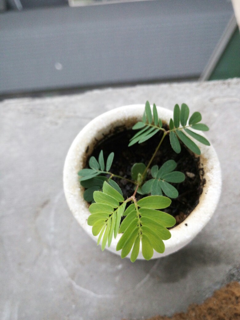 含羞草实验室入口-欢迎您_含羞草实验室入口-欢迎您_含羞草实验室入口-欢迎您