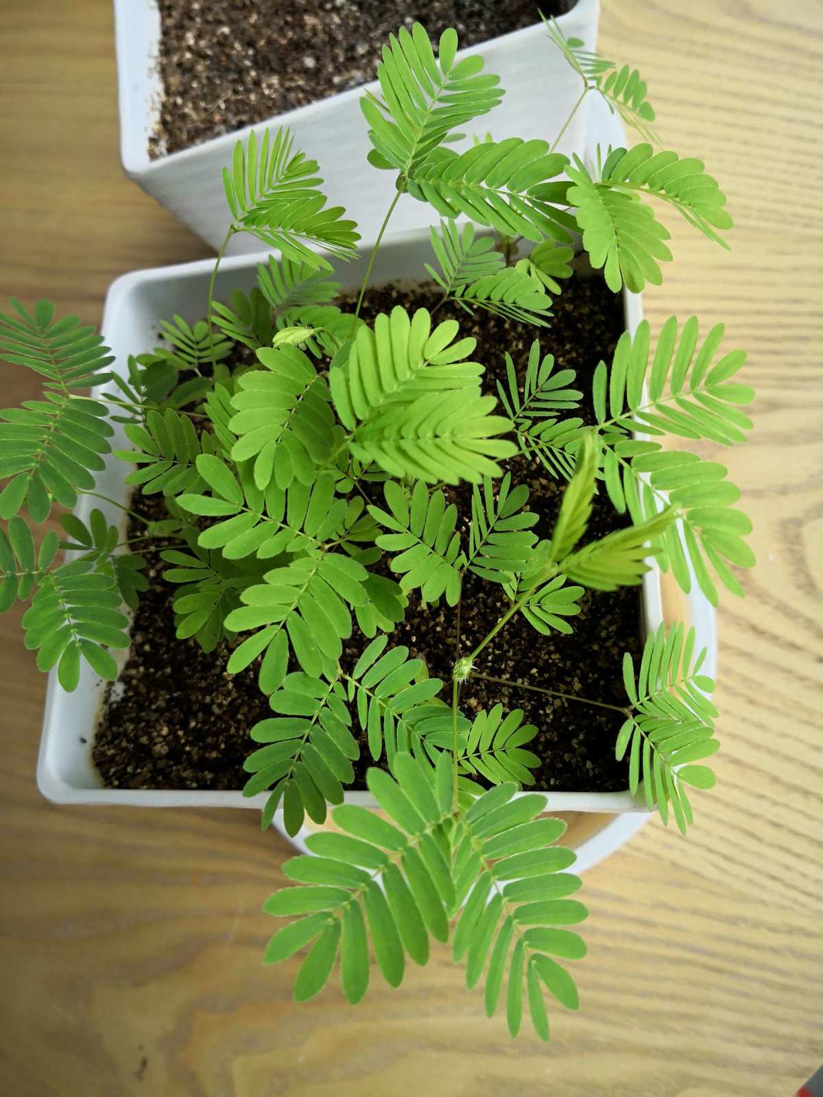 含羞草实验室入口-欢迎您_含羞草实验室入口-欢迎您_含羞草实验室入口-欢迎您