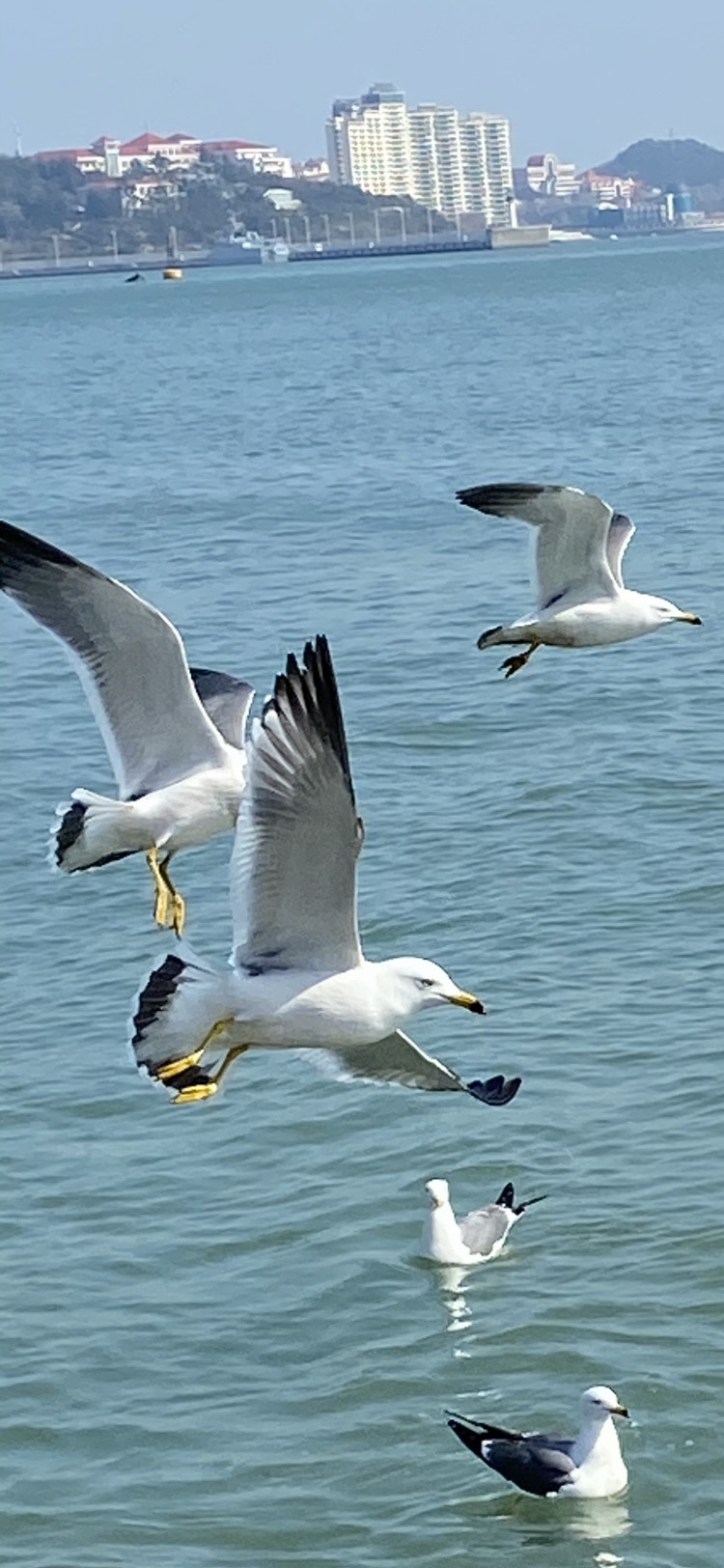 海鹦就是海鹦_海鹦_海鹦图片