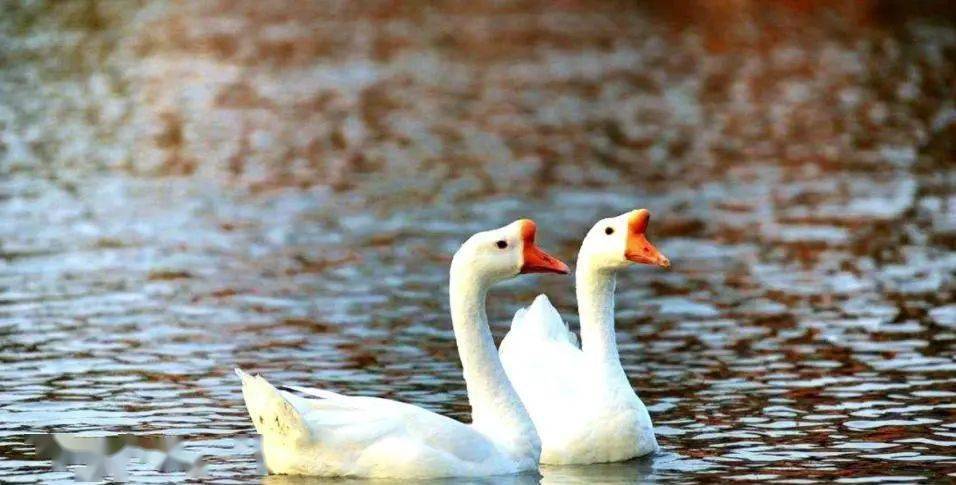 绿水春风,江山如画(图1) 鹅杀鸭手机版下载_鹅杀哪个部位容易死_鹅鹅杀