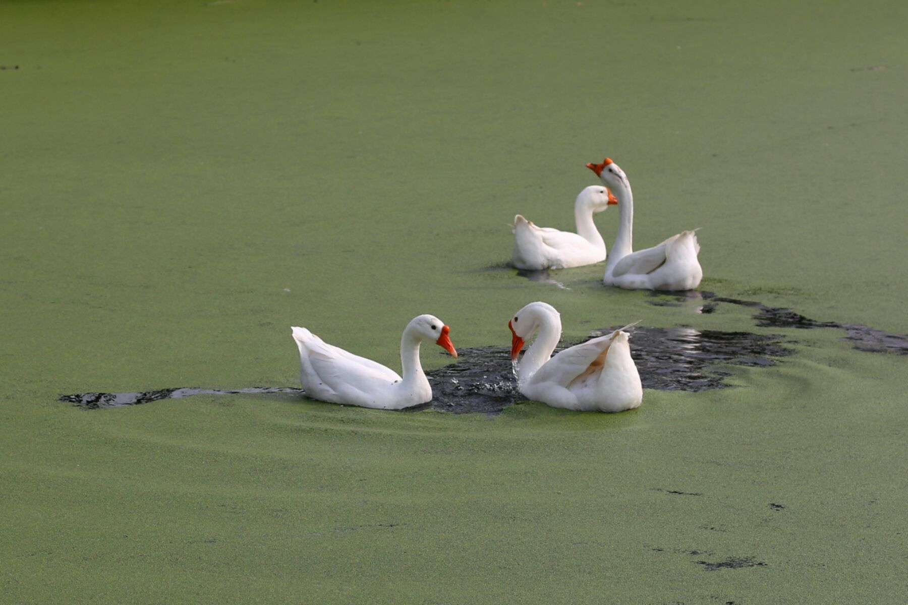 绿水春风,江山如画(图2) 鹅鹅杀_鹅杀哪个部位容易死_鹅杀鸭手机版下载