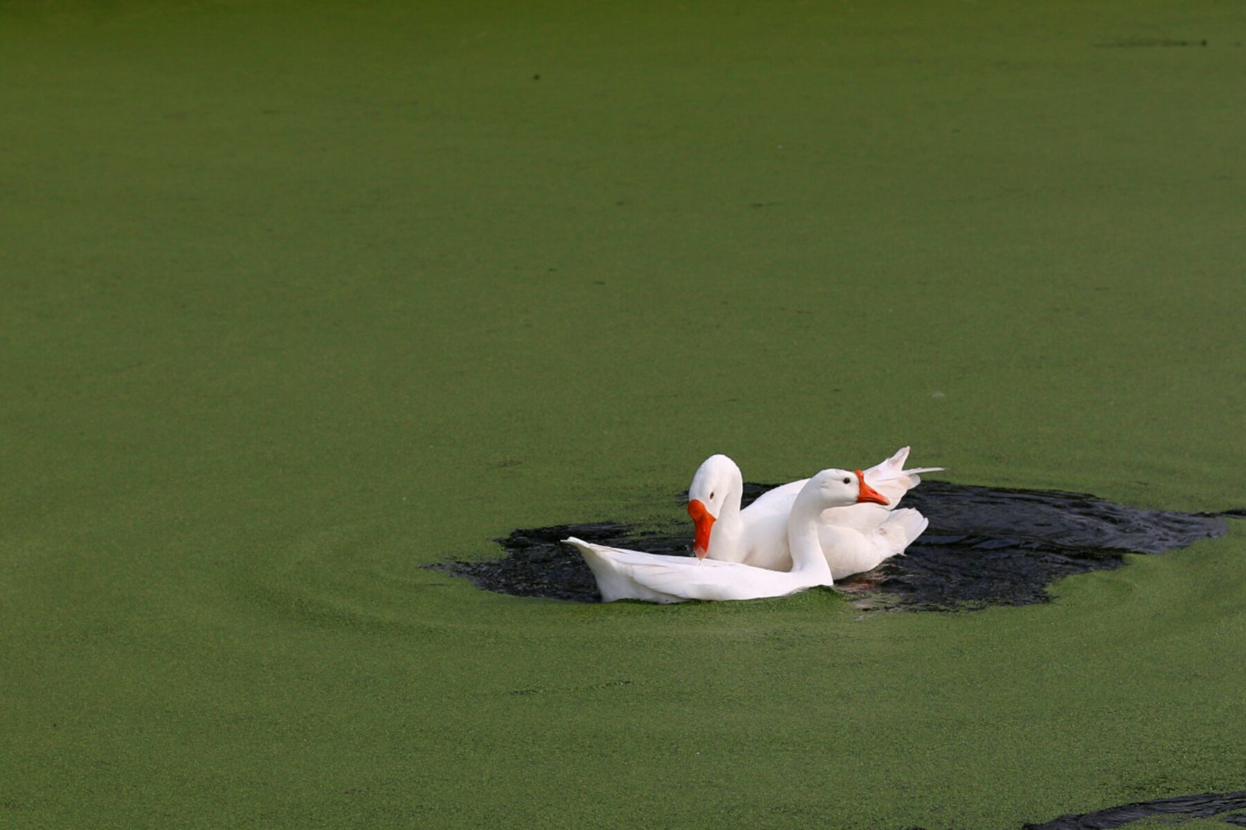 绿水春风,江山如画(图3) 鹅杀鸭手机版下载_鹅杀哪个部位容易死_鹅鹅杀