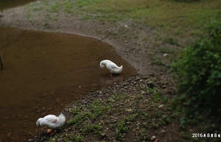 绿水春风,江山如画(图4) 鹅杀鸭手机版下载_鹅鹅杀_鹅杀哪个部位容易死