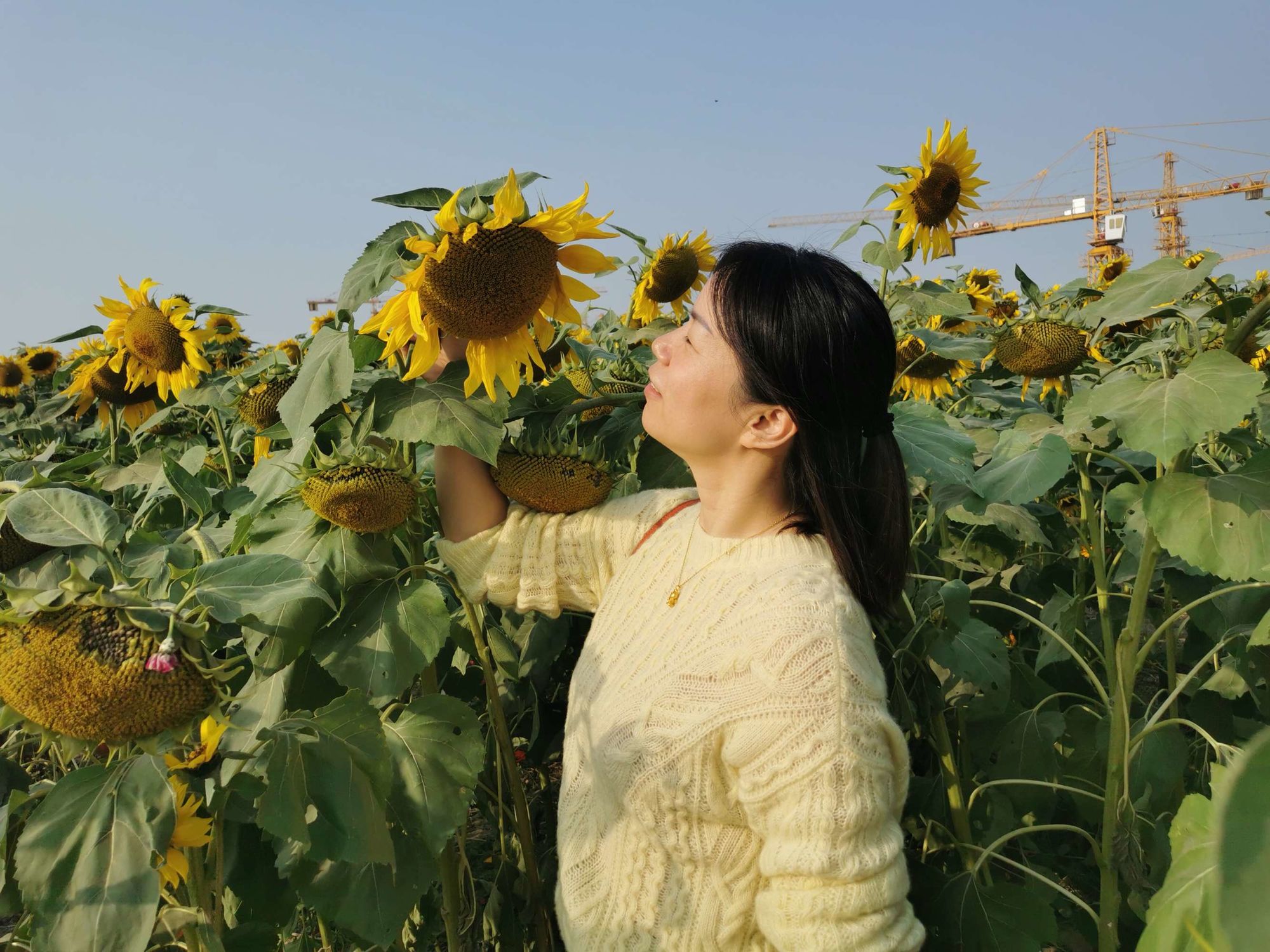 阿曼达_阿曼达诺克斯_阿曼达贝尼斯