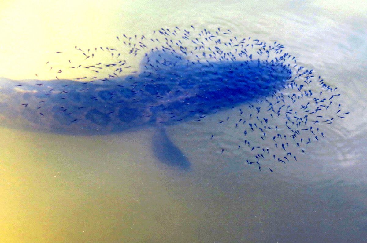 争鲜夺利:大鱼小鱼,生死一搏(图2) 大鱼吃小鱼游戏双人版_大鱼吃小鱼游戏双人版_大鱼吃小鱼游戏双人版