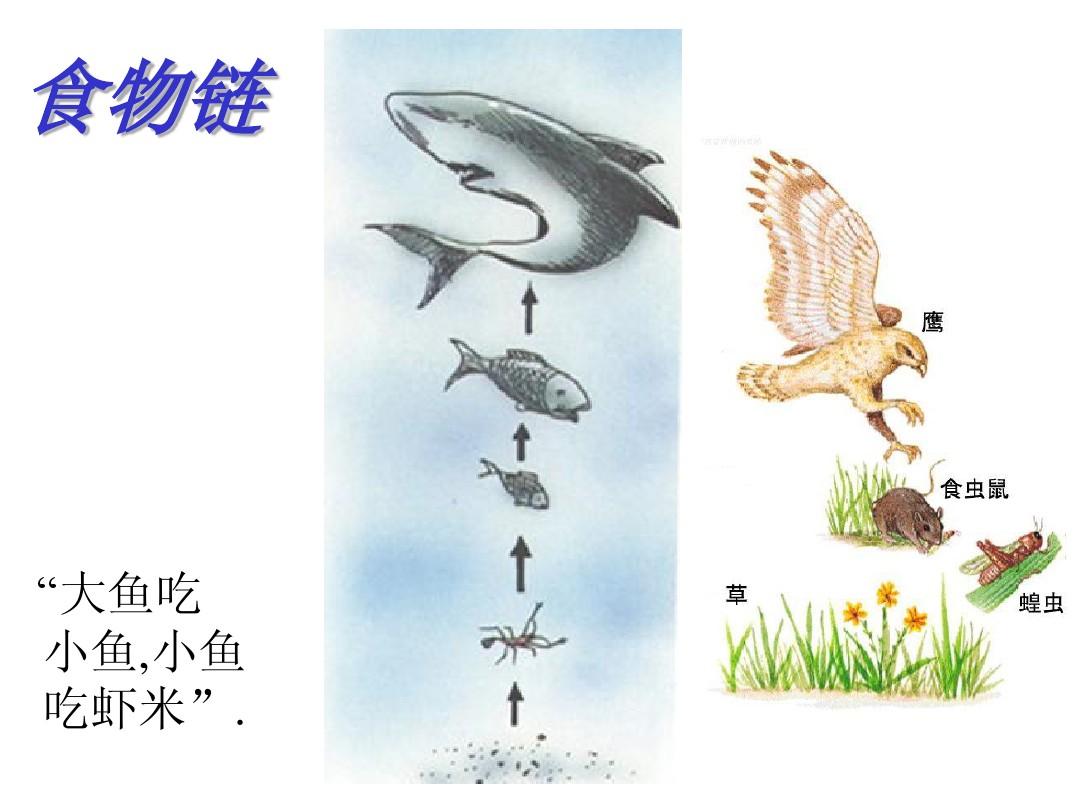 争鲜夺利:大鱼小鱼,生死一搏(图3) 大鱼吃小鱼游戏双人版_大鱼吃小鱼游戏双人版_大鱼吃小鱼游戏双人版