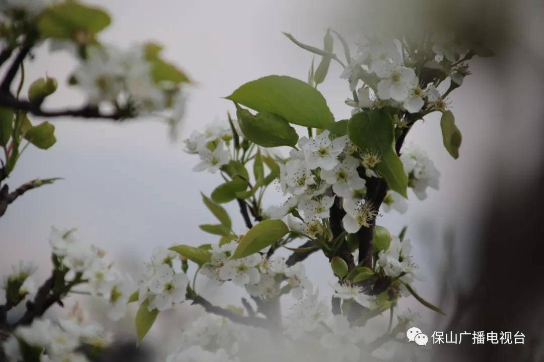 古手户绘梨花_古户绘梨花_梨花古画