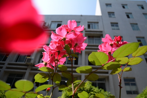 灵花是什么意思_花之灵_灵花老母是谁