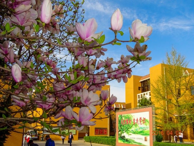 灵花是什么意思_灵花老母是谁_花之灵