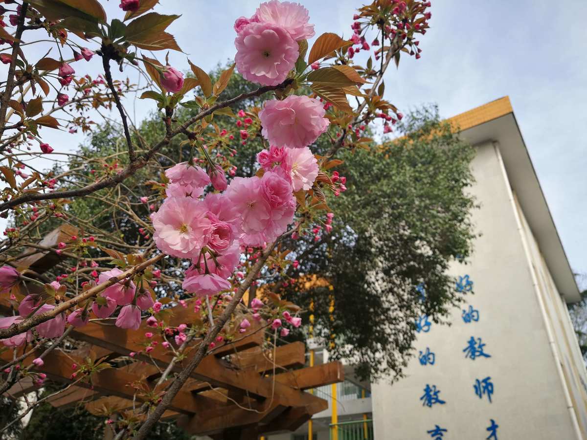 灵花老母是谁_灵花是什么意思_花之灵