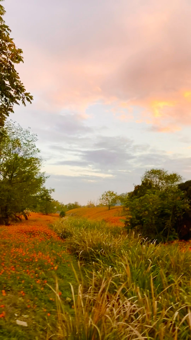 夏色泡影_夏色泡影_夏色泡影