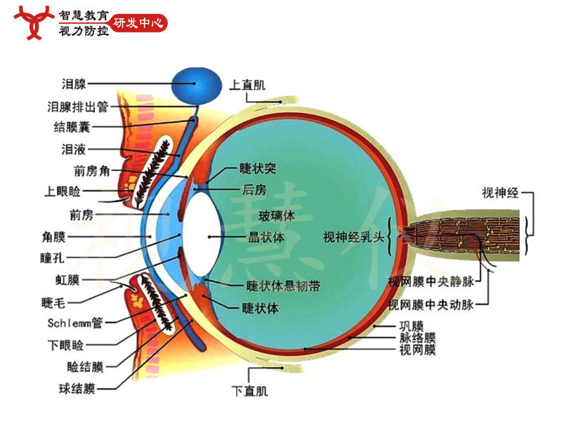 世界爱眼日手抄报_世界爱眼日是哪一天_世界爱眼日