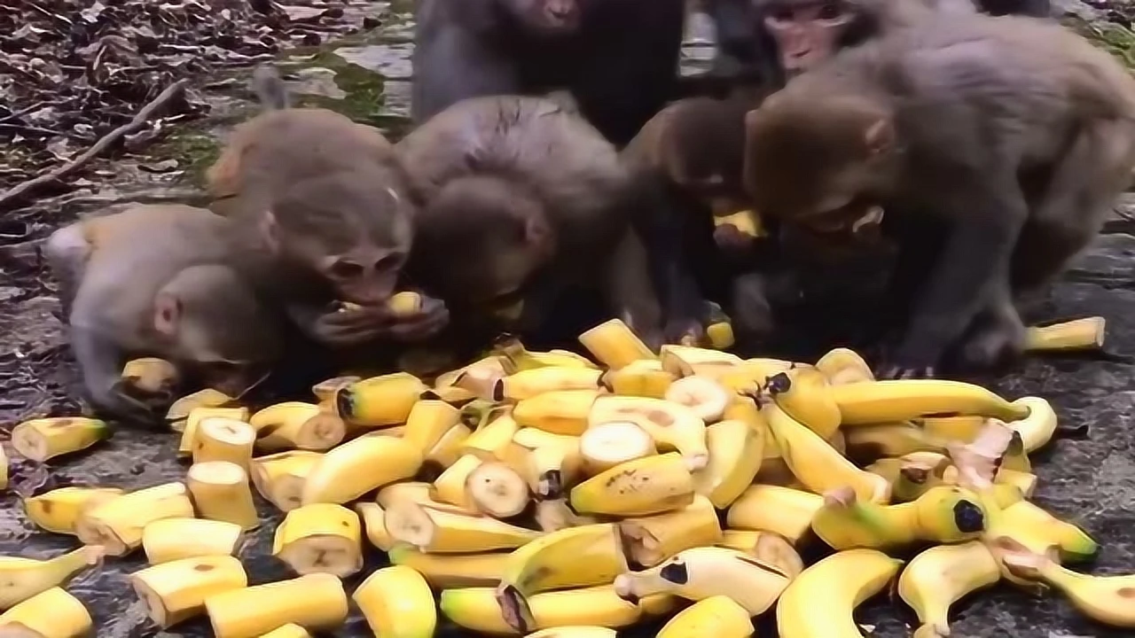 笑的手机游戏-笑到停不下来的手机游戏摇摇乐(图1) 小游戏手机_游戏手机版_笑的手机游戏