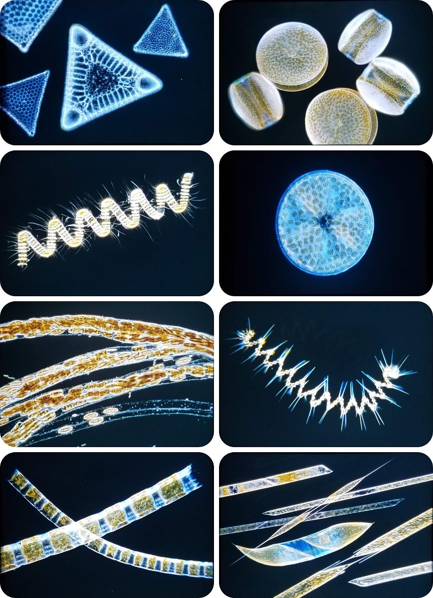 微生物生存游戏下载手机版_生存游戏官网_游戏《生存》