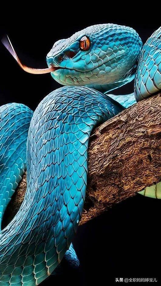 异生兽四巨头_异生兽实力比超兽强吗_异生兽