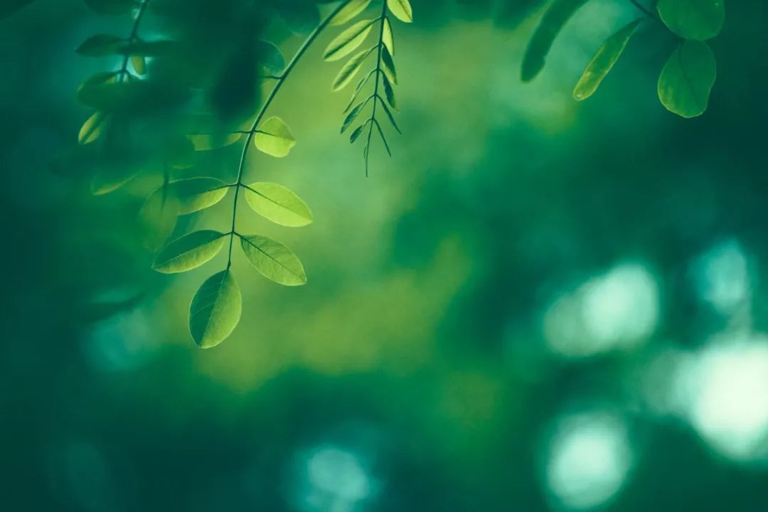 音花校园模拟器中文版下载_花音_音花樱介绍