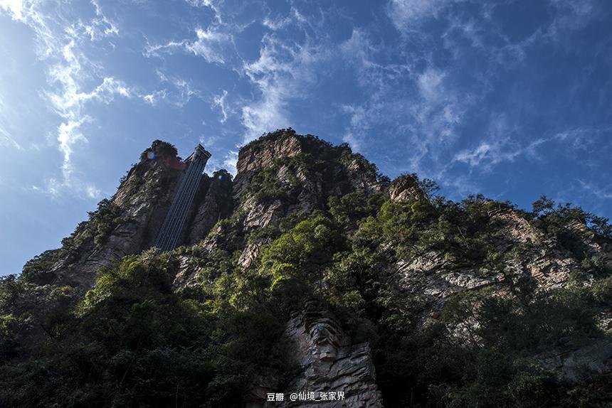 银古叶片什么作用_银古鱼_银古