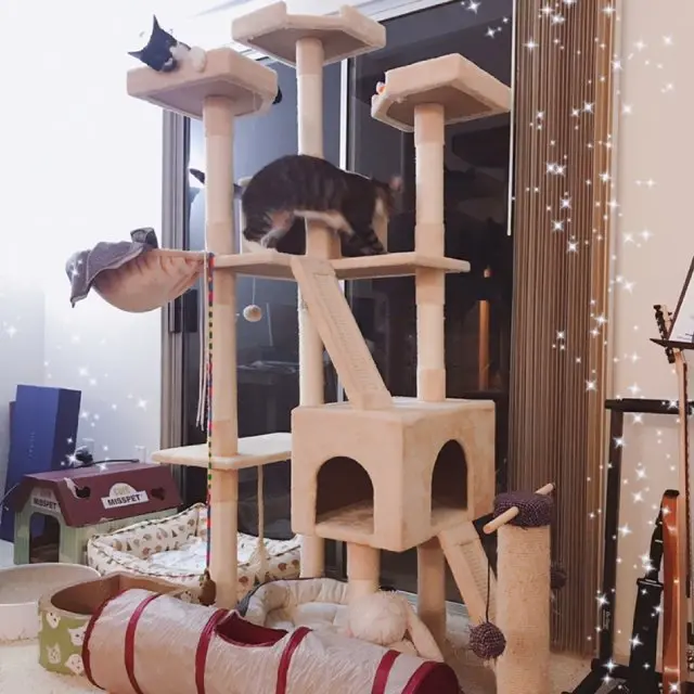 养猫游戏app_养很多猫的手机游戏下载_养猫游戏软件