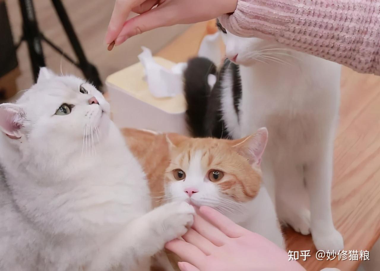 养猫手机游戏破解版_养猫手机游戏破解版_养猫手机游戏破解版