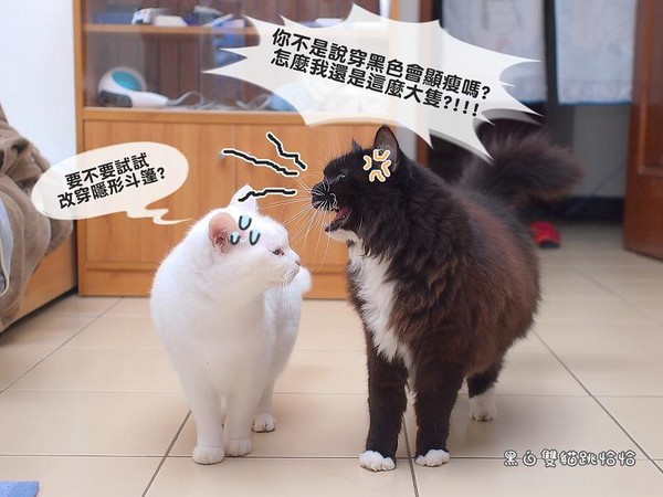 养猫手机游戏破解版_养猫手机游戏破解版_养猫手机游戏破解版