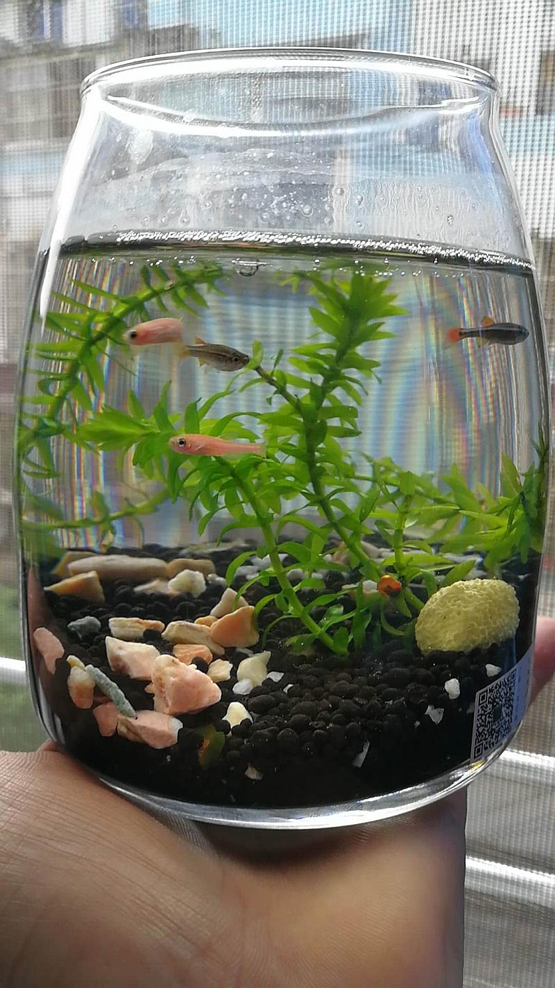 自然游戏手机版_自然模拟器游戏手机版_自然的手游