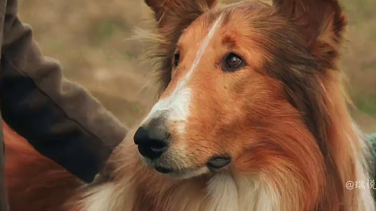 犬之力电影_电影犬之力豆瓣_电影犬之力影评