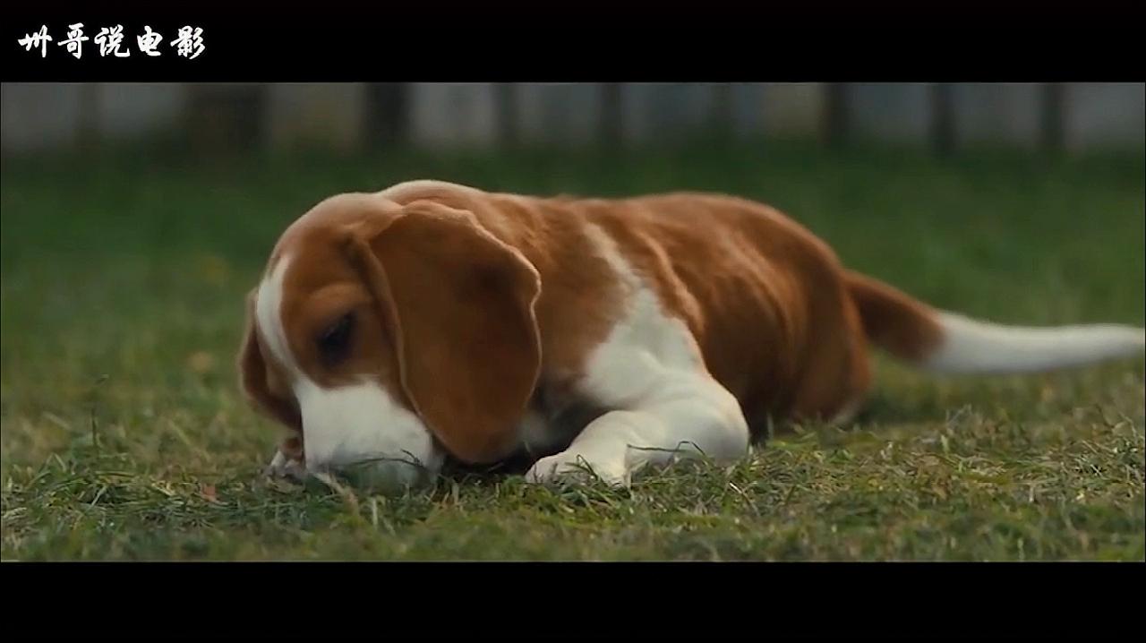 电影犬之力豆瓣_犬之力电影_电影犬之力影评